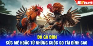 Đá Gà Đòn - Sức Mê Hoặc Từ Những Cuộc So Tài Đỉnh Cao